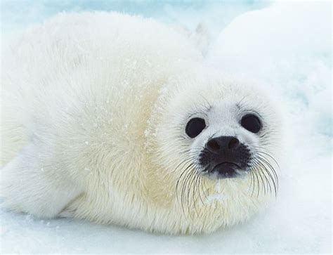 Arctic Seal Facts For Kids | Kids Matttroy