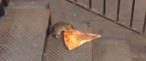 Rat Carries Pizza Slice Twice Its Size in New York City Subway Station ...