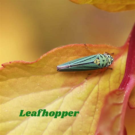 leafhopper