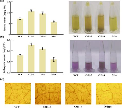 Total Flavonoid And Anthocyanin Content Accumulation In CtCYP82G24 OE