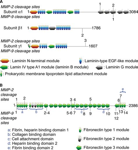 Identification Of Mmp2 And Mmp9 Cleavage Sites In Lm 111 And