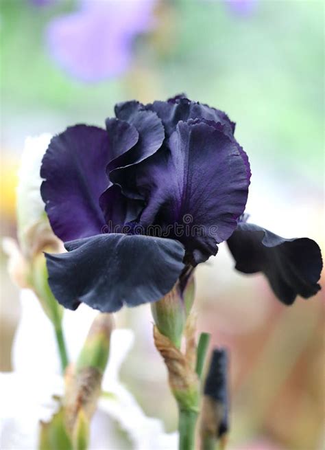 Photo of a Beautiful Dark-blue Iris Stock Image - Image of flowers ...