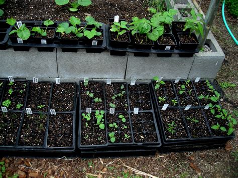 Laure's Gardens: Will Old Zucchini Seeds Germinate?