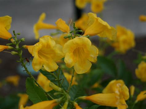 Desert Blooms Free Stock Photo - Public Domain Pictures