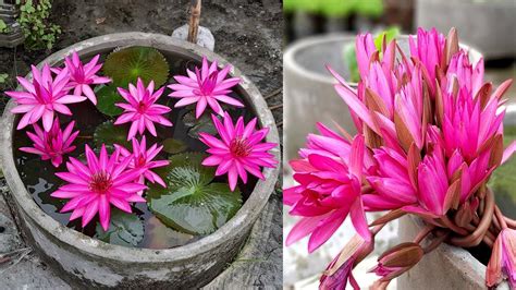 How To Grow Water Lily On Rooftop Planting Water Lilies In Pots At Home Youtube