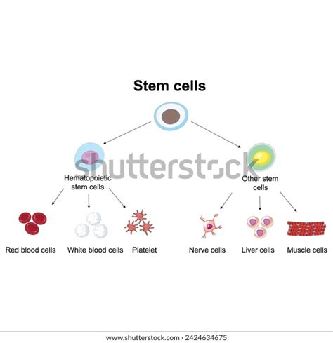 Stem Cells Types Illustration Vector Stock Vector (Royalty Free) 2424634675 | Shutterstock