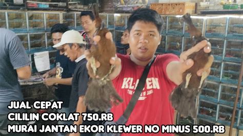 Jual Cepat Burung Masteran Handal Cililin Coklat Murai Jantan Klewer