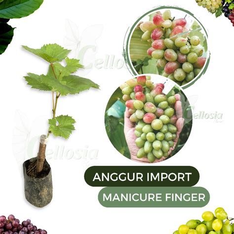 Jual Bibit Tanaman Anggur Import Grafting Bermacam Macam Jenis Shopee