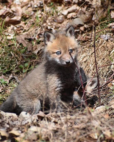 Baby Fox Photograph by Kevin Eichensehr - Fine Art America