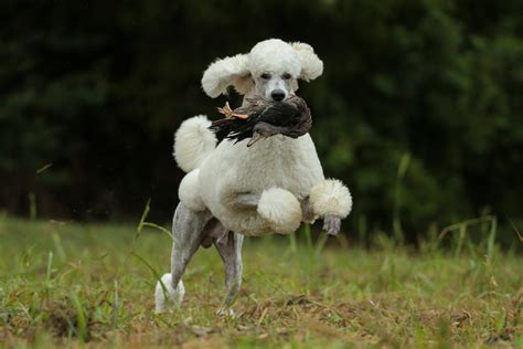 Poodle Facts: 10 Things to Know About This Smart, Stylish Dog Breed