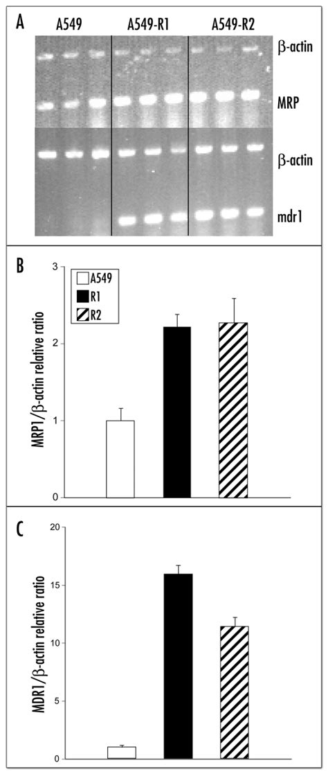 Expression Of Mrp And Mdr Is Increased In Etoposide Resistant A