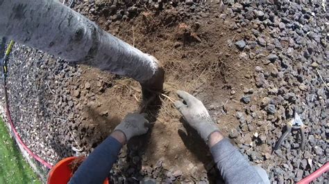 Root Crown Excavation With Air Spade Youtube