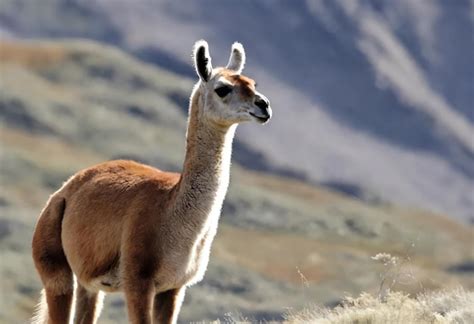 Premium Photo | Guanaco in natural habitat