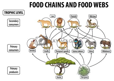 Royalty Free Vector Education Poster Of Biology For Food Webs And