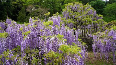 Classic On Twitter Rt Monster636ninja 静岡県藤枝市の蓮華寺池公園では 藤の花が見頃を迎えていまし