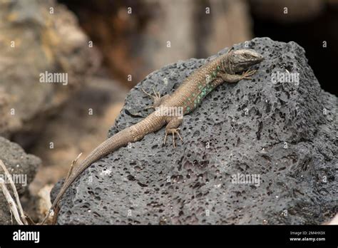 Atlantic Lizard Gallotia Atlantica Lanzarote Canary Islands Spain