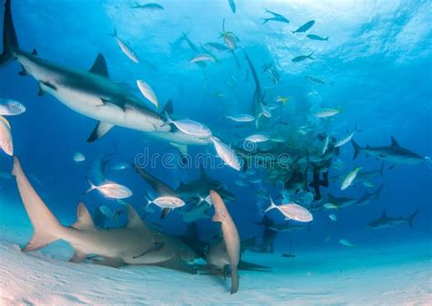 Lemon Shark and Caribbean Reef Sharks at the Bahamas Stock Photo ...