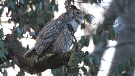 Male Great Horned Owl Hoots From A Low Perch 12 27 2021 In Forest Park In St Louis Missouri