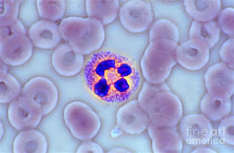 Neutrophil Polymorph Photograph By M I Walker