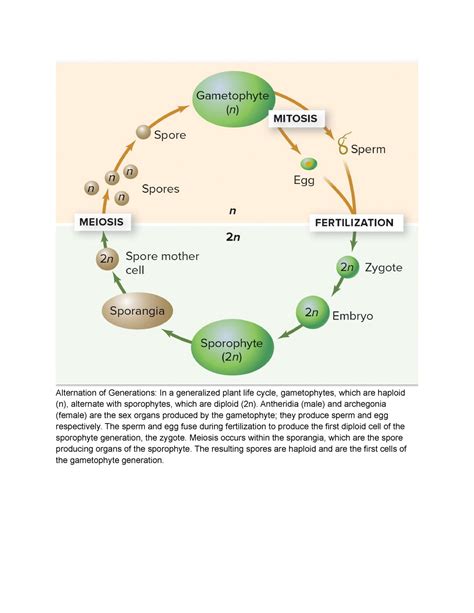 Plant Lab Alternation Of Generations In A Generalized Plant Life Cycle Gametophytes Which