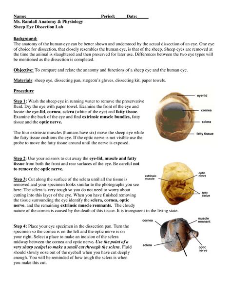 Sheep Eye Dissection Lab Conclusion Infoupdate Org