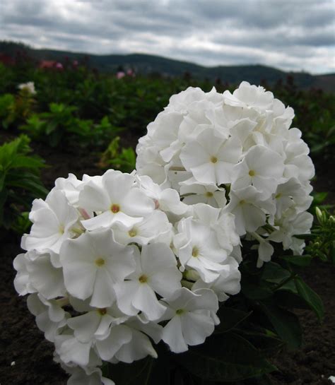 Phlox White Flame Dwarf Phlox Phlox Paniculata Flame™ White Easy