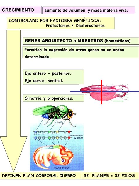 TEMA 12 DESARROLLO POSTEMBRIONARIO Ppt Descargar