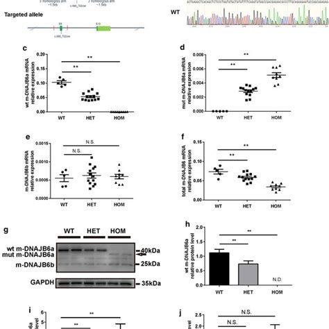 Generation And Validation Of M DNAJB6 C 698 702del KI Mice A Schematic