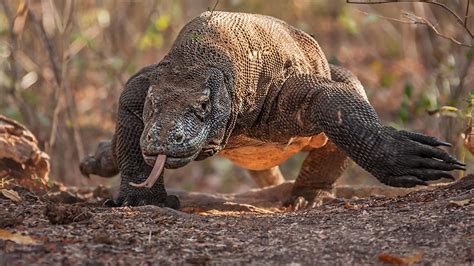 Bbc Two Our Biggest Lizard The Komodo Dragon Natural World 2018