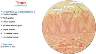 Histology (histology of mouth, pharynx, oesophagus, stomach, duodenum) | PPT