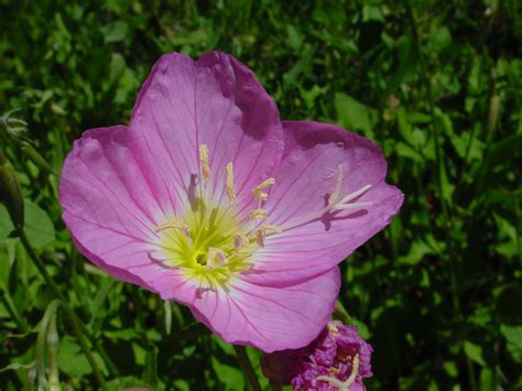 Photo #27656 | Oenothera speciosa | plant lust