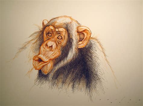 It's funny because it's true: Chimp sketch.