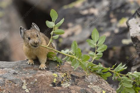 Pika Stock Image C048 4439 Science Photo Library