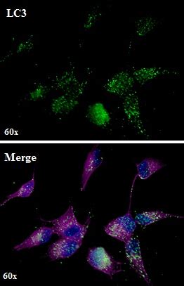 Purified anti-LC3 Antibody anti-LC3 - A15143K