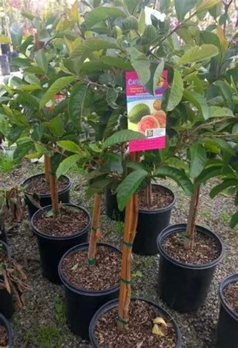 Pink Guava Tree Also Know As Pink Psidium Guajava Or Common