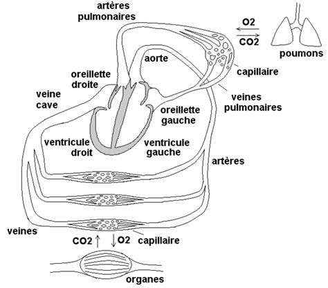 Anatomie du Système Cardiovasculaire Download Scientific Diagram