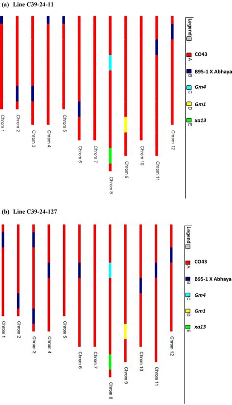 Graphical Genotypes Of The Selected BC3F3 Lines Covering The 12 Rice