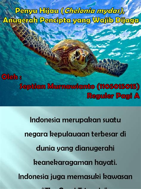 PDF Penyu Hijau Chelonia Mydas DOKUMEN TIPS