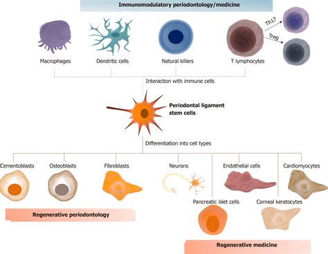 Periodontal Ligament Stem Cells