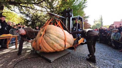 Dynia Gigant Z Dolnego L Ska Najci Sza W Polsce Wa Y Prawie Ton