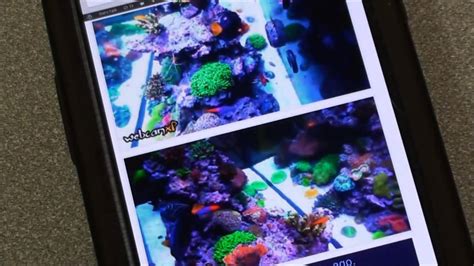 Custom Reef Tank Youtube