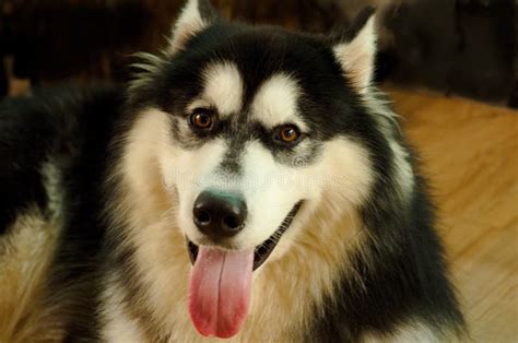 Un Cane In Bianco E Nero Del Husky Siberiano Di Adolescenza Sta