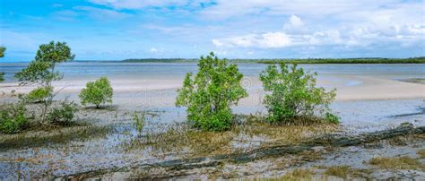 Mangroves and mud flats stock image. Image of cloudscape - 254973747