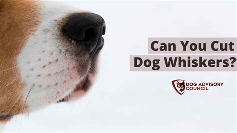 Can You Cut Dog Whiskers? Are Whiskers Important For Dogs? | Dog ...