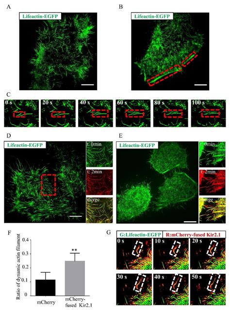 Kir2 1 Regulates Actin Filament Morphology And Actin Dynamics A B