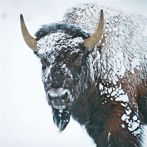 Bison in Snow | Sean Crane Photography