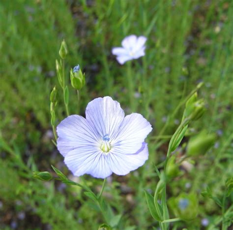 lin cultive ma botanique