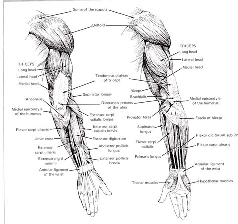 Arm Muscles Anatomy | HD Wallpapers Plus