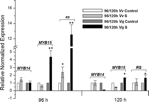 Expression Of MYB14 MYB15 RS In Response To Downy Mildew Infection