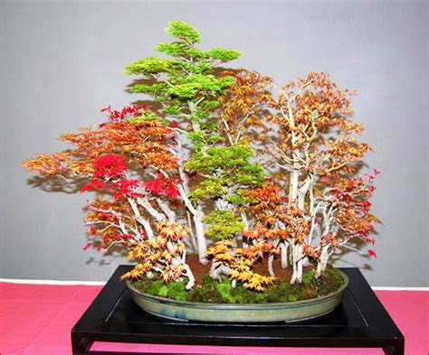 Mixed Maple Bonsai Forest | Bonsai Bark